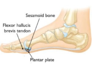 Illustration showing location of sesamoid bones at base of toes