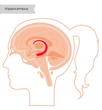 Diagram of the hippocampus