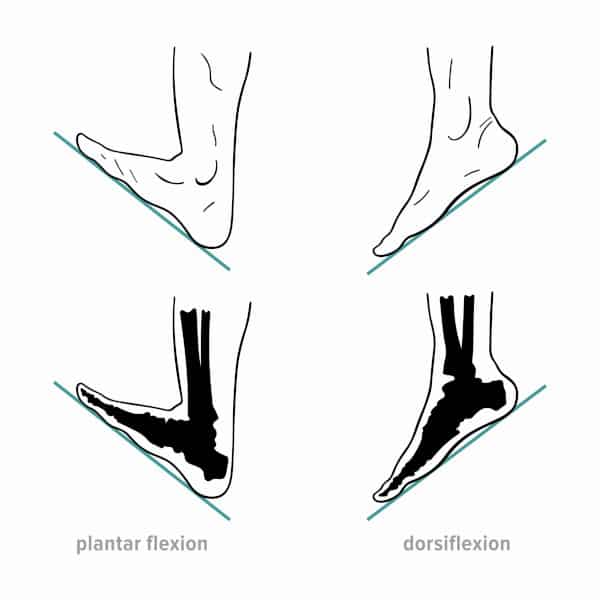 Illustration of plantar flexion and dorsiflexion