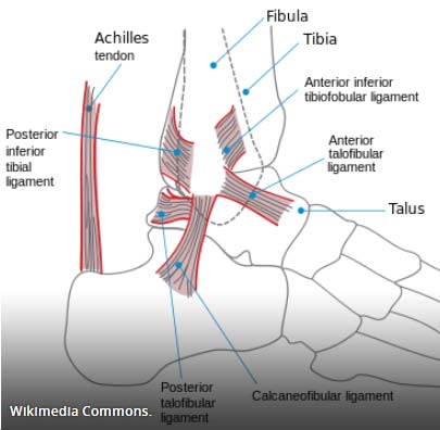 Cam Newton's Ankle Diagram